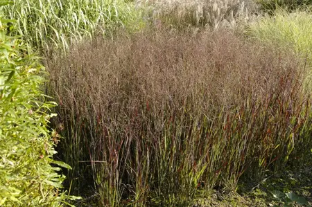 Panicum virg. 'Heliger Hain' - P9 - image 3