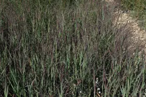 Panicum virg. 'Heliger Hain' - P9 - image 4