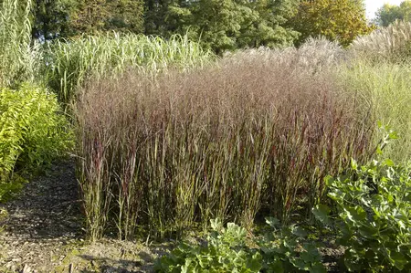 Panicum virg. 'Heliger Hain' - P13 - image 2