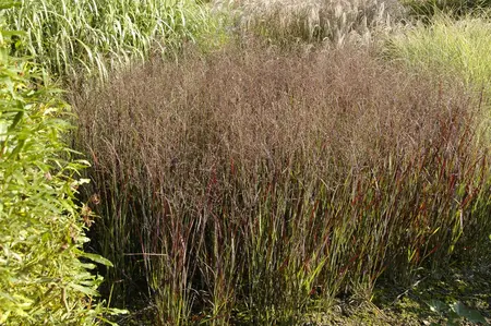Panicum virg. 'Heliger Hain' - P13 - image 3