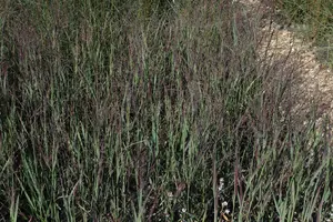 Panicum virg. 'Heliger Hain' - P13 - image 4