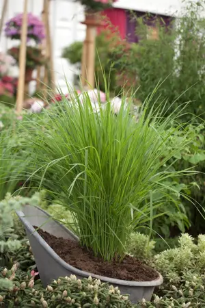 Panicum virg. 'Northwind' - 2 Ltr pot - image 2