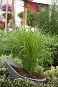 Panicum virg. 'Northwind' - 2 Ltr pot - image 2
