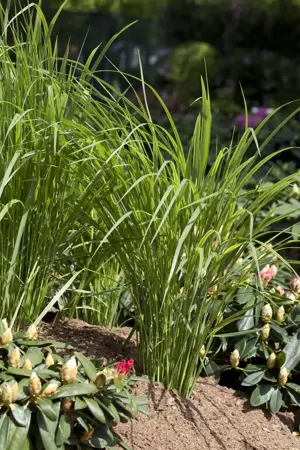 Panicum virg. 'Northwind' - 2 Ltr pot - image 3