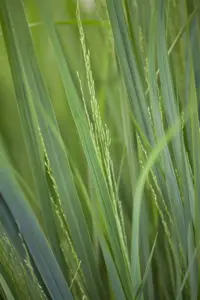 Panicum virg. 'Northwind' - 2 Ltr pot - image 4