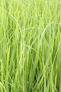 Panicum virg. 'Northwind' - 2 Ltr pot - image 5