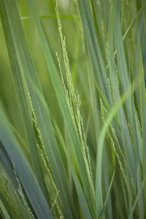 Panicum virg. 'Northwind' - 50-60 CM C3 - image 3