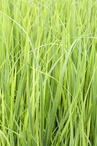 Panicum virg. 'Northwind' - 50-60 CM C3 - image 4