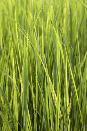 Panicum virg. 'Northwind' - 50-60 CM C3 - image 5