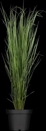 Panicum virg. 'Northwind' - 2 Ltr pot - image 1