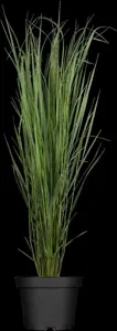 Panicum virg. 'Northwind' - P10.5 - image 1