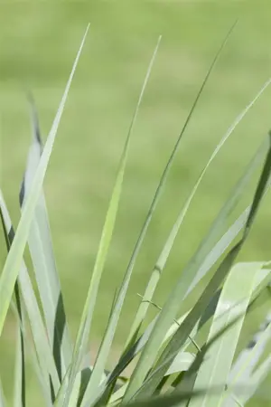 Panicum virg. 'Prairie Sky' - 2 Ltr pot - image 3