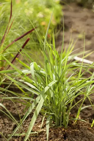 Panicum virg. 'Prairie Sky' - 2 Ltr pot - image 4