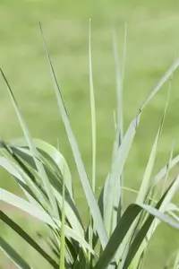 Panicum virg. 'Prairie Sky' - 2 Ltr pot - image 5