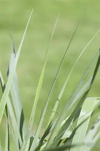 Panicum virg. 'Prairie Sky' - P13 - image 3