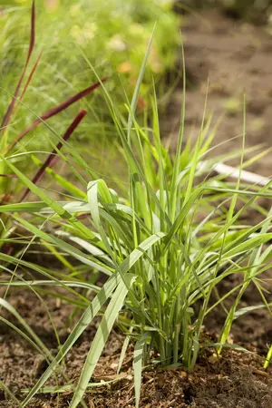 Panicum virg. 'Prairie Sky' - P13 - image 4