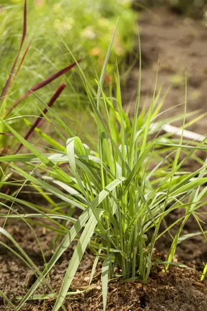 Panicum virg. 'Prairie Sky' - 12 Ltr pot - image 4