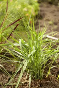 Panicum virg. 'Prairie Sky' - 12 Ltr pot - image 4