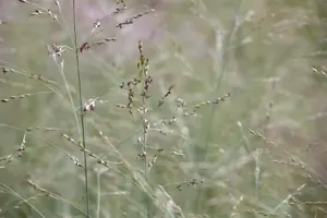 Panicum virg. 'Prairie Sky'