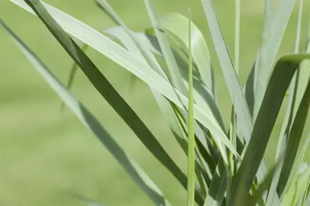 Panicum virg. 'Prairie Sky' - 2 Ltr pot - image 2