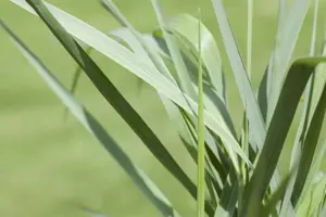 Panicum virg. 'Prairie Sky' - C6.5 - image 2