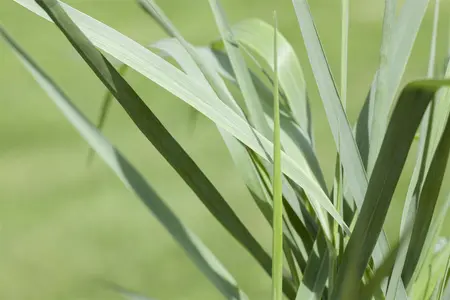 Panicum virg. 'Prairie Sky' - 50-60 CM C3 - image 2