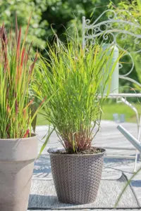Panicum virg. 'Rehbraun' - 2 Ltr pot - image 3