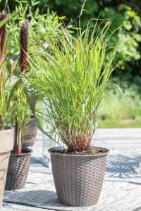Panicum virg. 'Rehbraun' - 2 Ltr pot - image 4