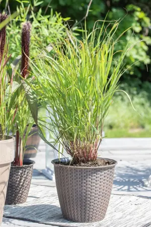 Panicum virg. 'Rehbraun' - 2.5 Ltr pot - image 4