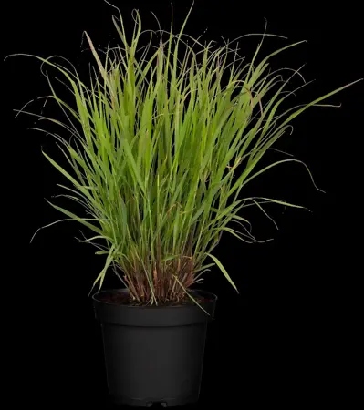 Panicum virg. 'Rehbraun' - 2 Ltr pot - image 5