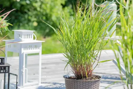 Panicum virg. 'Rehbraun' - 2 Ltr pot - image 2