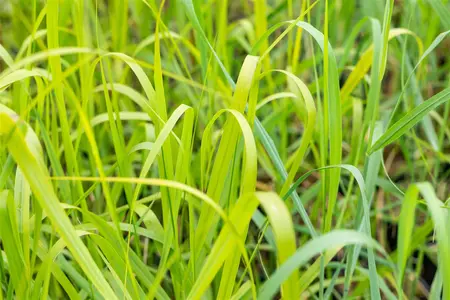 Panicum virg. 'Rehbraun' - 1.5 Ltr pot - image 4