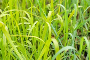 Panicum virg. 'Rehbraun' - 1.5 Ltr pot - image 4