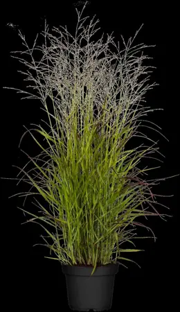 Panicum virg. 'Rehbraun' - 2 Ltr pot - image 1