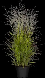 Panicum virg. 'Rehbraun'