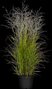 Panicum virg. 'Rehbraun' - 5 Ltr pot - image 5