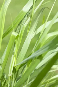 Panicum virg. 'Rotstrahlbusch' - 2 Ltr pot - image 3