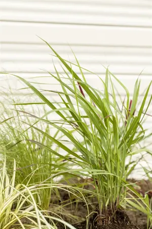 Panicum virg. 'Rotstrahlbusch' - 2 Ltr pot - image 5