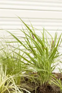 Panicum virg. 'Rotstrahlbusch' - 2 Ltr pot - image 5