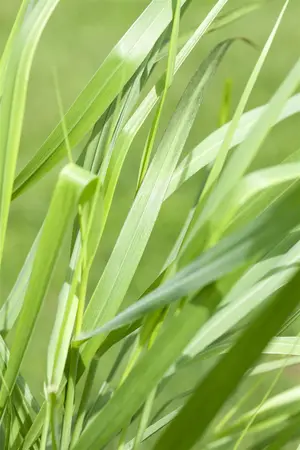Panicum virg. 'Rotstrahlbusch' - 10 Ltr pot - image 3