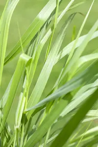 Panicum virg. 'Rotstrahlbusch' - 10 Ltr pot - image 3