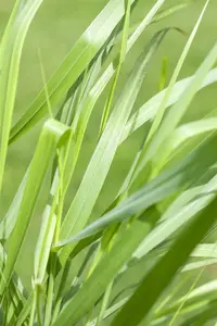 Panicum virg. 'Rotstrahlbusch' - 4 Ltr pot - image 3