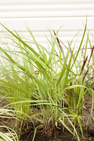 Panicum virg. 'Rotstrahlbusch' - 4 Ltr pot - image 5