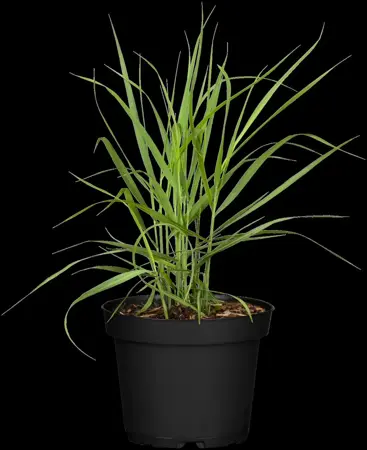Panicum virg. 'Rotstrahlbusch' - 2 Ltr pot - image 4