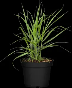 Panicum virg. 'Rotstrahlbusch' - 2 Ltr pot - image 4