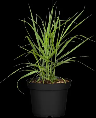 Panicum virg. 'Rotstrahlbusch' - 10 Ltr pot - image 4
