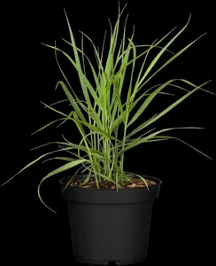 Panicum virg. 'Rotstrahlbusch' - 10 Ltr pot - image 4