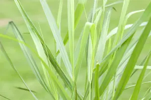 Panicum virg. 'Rotstrahlbusch'