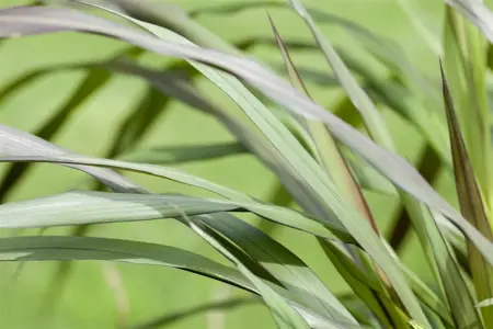 Panicum virg. 'Rotstrahlbusch' - 2 Ltr pot - image 2