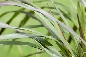 Panicum virg. 'Rotstrahlbusch' - 2 Ltr pot - image 2